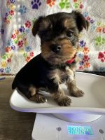 Yorkshire Terrier Puppies for sale in Titusville, FL, USA. price: $1,500