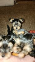 Yorkshire Terrier Puppies for sale in Ferndale, Washington. price: $1,300