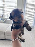 Yorkshire Terrier Puppies for sale in Atlanta, Georgia. price: $2,500