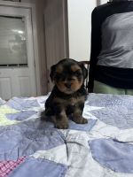 Yorkshire Terrier Puppies for sale in Mays Landing, New Jersey. price: $900