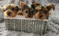 Yorkshire Terrier Puppies for sale in Kennesaw, Georgia. price: $1,800