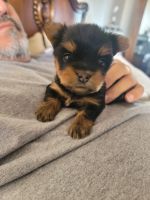 Yorkshire Terrier Puppies for sale in San Diego Country Estates, California. price: $3,000