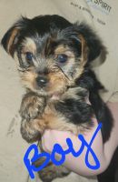Yorkshire Terrier Puppies for sale in Bristow, Oklahoma. price: $800