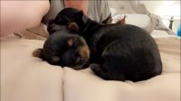 Yorkshire Terrier Puppies for sale in Kingsport, Tennessee. price: $1,500