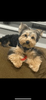 Yorkshire Terrier Puppies for sale in Miami Gardens, Florida. price: $850