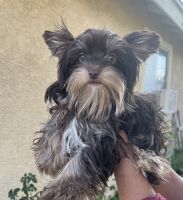 Yorkshire Terrier Puppies for sale in Anaheim, CA, USA. price: $1,500