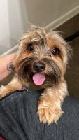 Yorkshire Terrier Puppies for sale in West Palm Beach, Florida. price: $1,000