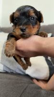 Yorkshire Terrier Puppies for sale in Jenison, Georgetown Twp, MI 49428, USA. price: $2,000