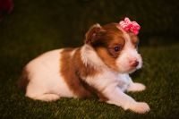 Yorkshire Terrier Puppies for sale in Denver, Colorado. price: $2,000