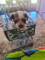 Yorkshire Terrier Puppies for sale in Norman, Oklahoma. price: $850
