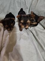 Yorkshire Terrier Puppies for sale in New Market, Virginia. price: $1,800