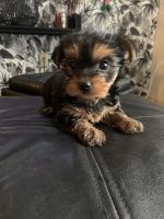 Yorkshire Terrier Puppies for sale in Lancaster, PA, USA. price: $1,200