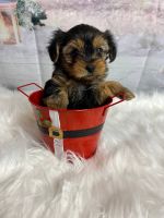 Yorkshire Terrier Puppies for sale in Orlando, Florida. price: $500