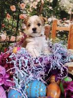 Yorkshire Terrier Puppies for sale in Durham, ON, Canada. price: $1,400