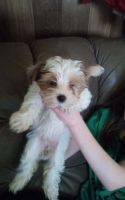 Yorkshire Terrier Puppies for sale in Portland, OR, USA. price: $500