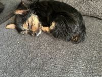 Yorkshire Terrier Puppies for sale in Frisco, TX, USA. price: $700