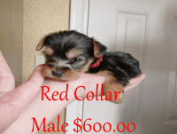 Yorkshire Terrier Puppies for sale in San Antonio, TX, USA. price: $600