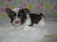 Yorkshire Terrier Puppies for sale in Galva, IL 61434, USA. price: $2,500