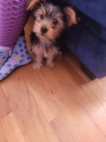 Yorkshire Terrier Puppies for sale in District Heights, MD 20747, USA. price: $1,400