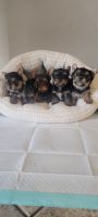Yorkshire Terrier Puppies for sale in Palmdale, California. price: $2,000