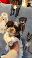 Yorkshire Terrier Puppies for sale in Hinton, West Virginia. price: $1,500