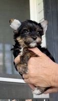 Yorkshire Terrier Puppies for sale in Fort Worth, Texas. price: $2,500