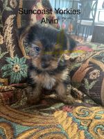 Yorkshire Terrier Puppies for sale in North Port, FL, USA. price: $1,200
