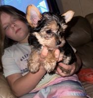 Yorkshire Terrier Puppies for sale in Booneville, Mississippi. price: $1,500