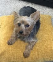 Yorkshire Terrier Puppies for sale in Las Vegas, Nevada. price: $650