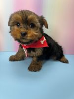 Yorkshire Terrier Puppies for sale in Brooklyn, New York. price: $1,100