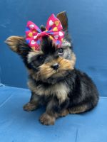 Yorkshire Terrier Puppies for sale in Brooklyn, New York. price: $1,100