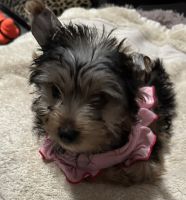 Yorkshire Terrier Puppies for sale in Cypress, California. price: $1,600