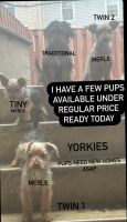 Yorkshire Terrier Puppies for sale in Orange Park, Florida. price: $350