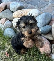 Yorkshire Terrier Puppies for sale in Fountain, Colorado. price: $2,200