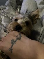 Yorkshire Terrier Puppies for sale in Grand Rapids, Michigan. price: $900