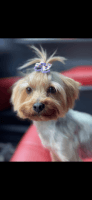 Yorkshire Terrier Puppies for sale in Fayetteville, North Carolina. price: $1,300