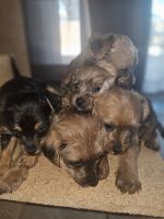 Yorkshire Terrier Puppies for sale in Gilbert, Arizona. price: $900