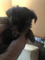 Yorkshire Terrier Puppies for sale in Landrum, SC 29356, USA. price: $900