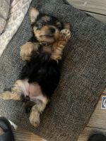 Yorkshire Terrier Puppies for sale in Fallbrook, California. price: $2,000