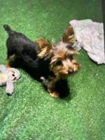 Yorkshire Terrier Puppies for sale in Palm Bay, Florida. price: $100,000