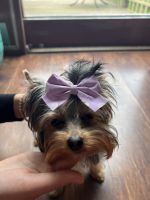 Yorkshire Terrier Puppies for sale in 9800 Boston Rd, North Royalton, OH 44133, USA. price: $700