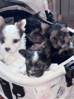 Yorkshire Terrier Puppies for sale in New York City, New York. price: $3,800