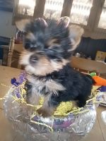 Yorkshire Terrier Puppies for sale in Covington, Georgia. price: $1,500