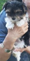 Yorkshire Terrier Puppies for sale in Meridian, Idaho. price: $2,400