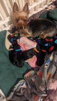Yorkshire Terrier Puppies for sale in Pittsburgh, Pennsylvania. price: $1,800
