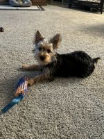 Yorkshire Terrier Puppies for sale in Marshall, Illinois. price: $1,000