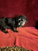 Yorkshire Terrier Puppies for sale in Picayune, MS 39466, USA. price: $900