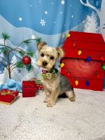 Yorkshire Terrier Puppies for sale in Richmond, Texas. price: $300