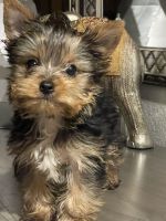 Yorkshire Terrier Puppies for sale in Lake Forest, CA, USA. price: $1,800