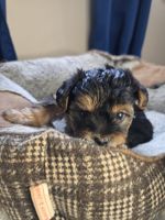 Yorkshire Terrier Puppies for sale in Huntsville, Alabama. price: $1,200